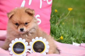 Pomeriaan, dwergkees, keeshond spits pups, Dieren en Toebehoren, Honden | Poolhonden, Keeshonden en Oertypen, België, Keeshond