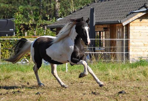 Barock Pinto Ruin, Animaux & Accessoires, Chevaux, Hongre, Ne s'applique pas, 3 à 6 ans, Avec pedigree, Avec puce électronique