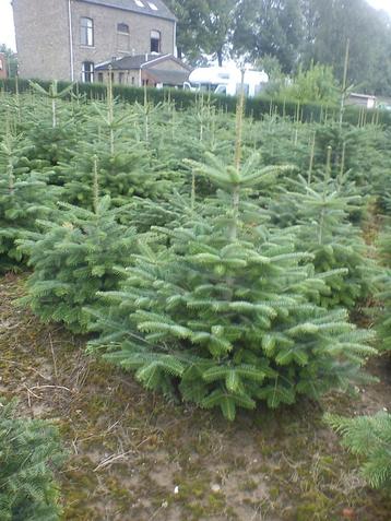  Sapin de Noel disponible aux enchères