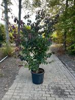 Meerstammige bomen, Tuin en Terras, Ophalen