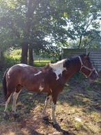 Bond paard, Dieren en Toebehoren, Paarden, Minder dan 160 cm, Gechipt, Hengst, 3 tot 6 jaar