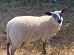 Bleu du maine ooilammeren, Vrouwelijk, Schaap, 0 tot 2 jaar