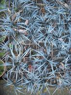 Opiopogon planiscarpus niger, Tuin en Terras, Ophalen, Zomer, Vaste plant, Siergrassen