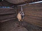 Kameroen schaap ram, Mannelijk, Schaap, 3 tot 5 jaar