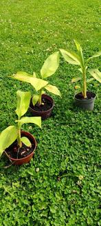 Musa Papua green , zeldzame banaan, Tuin en Terras, Planten | Tuinplanten, Ophalen