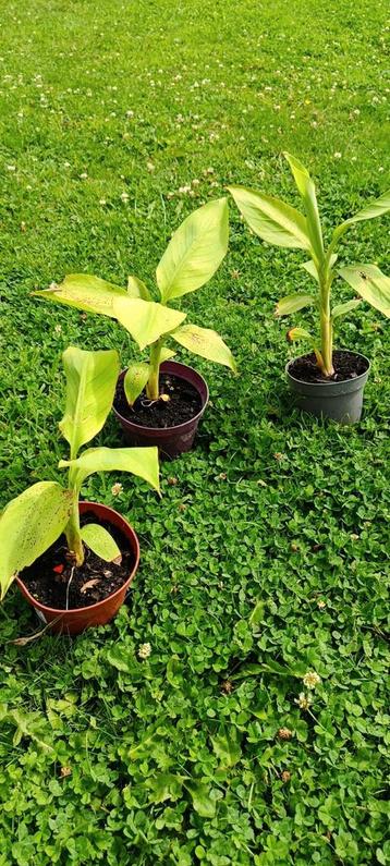Musa Papua green , zeldzame banaan  beschikbaar voor biedingen