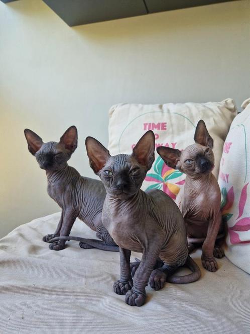 Sphynx meisje, Dieren en Toebehoren, Katten en Kittens | Raskatten | Korthaar, 0 tot 2 jaar, Gechipt, Ontwormd, Ingeënt