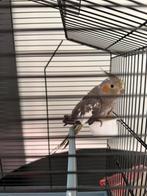 Valkparkiet van eind 2025 + kooi, Dieren en Toebehoren, Mannelijk