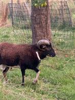Soay ram, Dieren en Toebehoren, Schapen, Geiten en Varkens