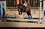 Super brave leerpony, Dieren en Toebehoren, B, Springpony, A pony (tot 1.17m), 11 jaar of ouder