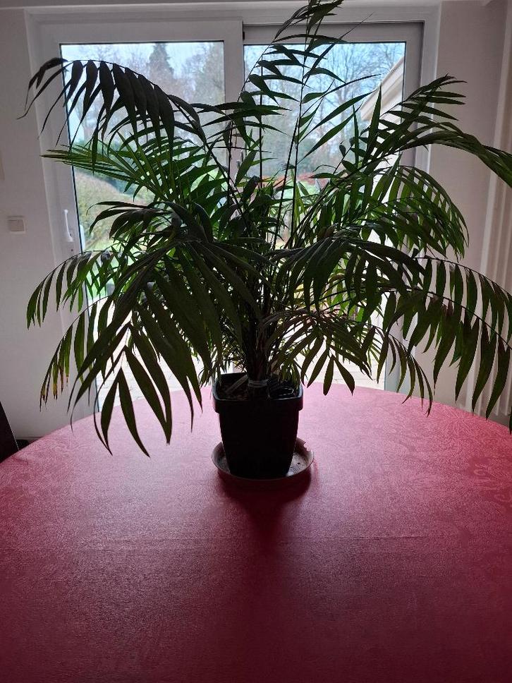 palmier nain d'intérieur, Maison & Meubles, Plantes d'intérieur, Palmier, Moins de 100 cm, Plante verte, Ombre partielle, En pot