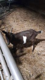 Prachtig bont melkgeit mieke mooie kleur, Dieren en Toebehoren, Schapen, Geiten en Varkens, Vrouwelijk, Geit, 0 tot 2 jaar