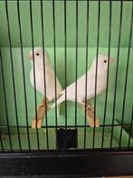 Witte kanaries, Dieren en Toebehoren, Vogels | Kanaries