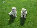 Golden Retriever pups, Dieren en Toebehoren, Golden retriever, België, CDV (hondenziekte), 8 tot 15 weken