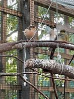 Kanarie man wisselen tegen pop, Dieren en Toebehoren