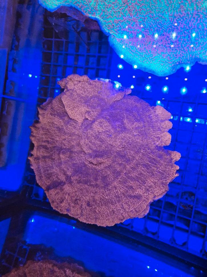 Rode montipora, Dieren en Toebehoren, Vissen | Aquariumvissen, Overige typen