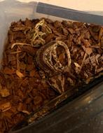 Baby gargoyle gekko’s, Dieren en Toebehoren, Reptielen en Amfibieën