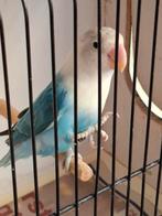 Fischerie, Sexe inconnu, Perroquet nain ou Inséparable, Domestique