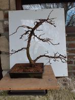 Bonsai Larix Windgestriemd, Tuin en Terras, Ophalen