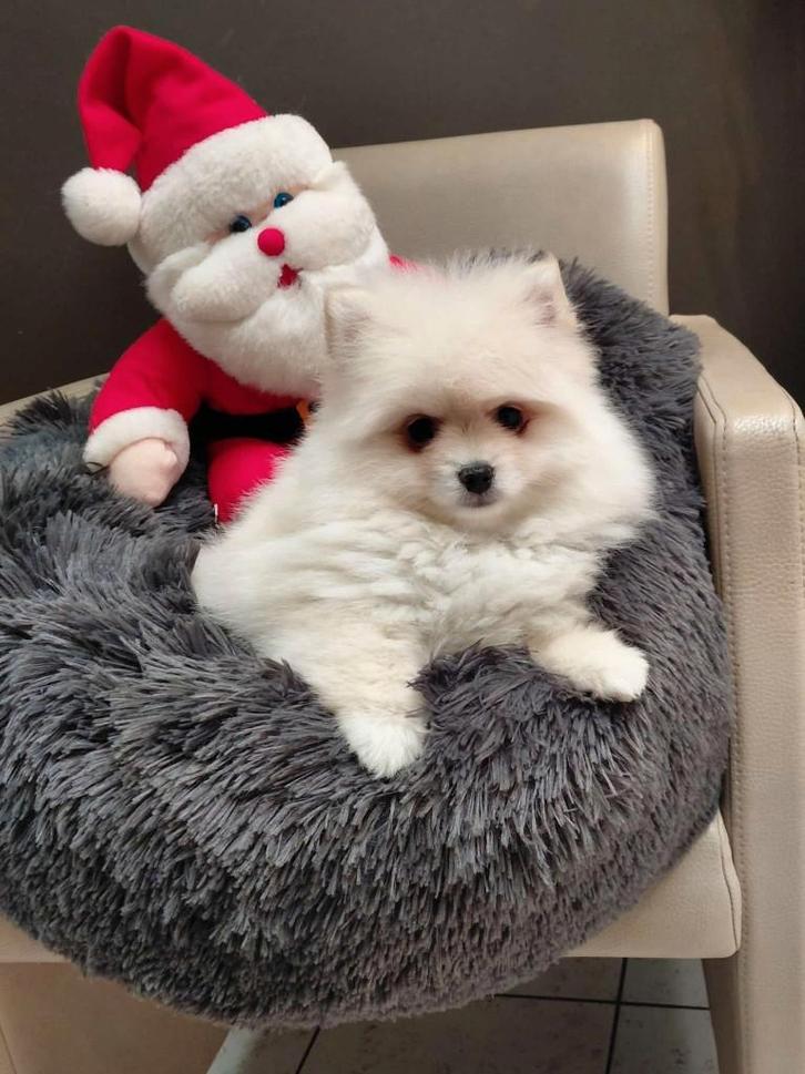 Pomeriaan pups te koop Créme kleur reutjes, Animaux & Accessoires, Chiens | Huskys, Loulous & Types primitifs, Plusieurs animaux