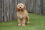 Cockapoo pups (abrikoos en sable), Dieren en Toebehoren, België, Overige rassen, CDV (hondenziekte), 8 tot 15 weken