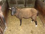 zwartbles ram, jaarling, Mannelijk, Schaap, 0 tot 2 jaar