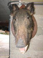 Tête de sanglier, Enlèvement