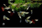 Guppy’s te koop eigen kweek, Dieren en Toebehoren, Vis, Zoetwatervis, Schoolvis