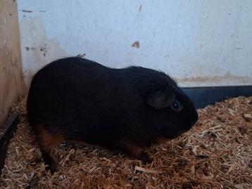 Cavia beren beschikbaar voor biedingen