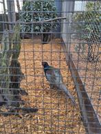 Versicolor fazanten, Dieren en Toebehoren, Pluimvee, Meerdere dieren, Overige soorten