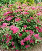 Spiree du japon, Tuin en Terras, Planten | Struiken en Hagen, Ophalen
