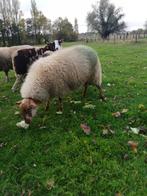 Gedekte ooi, Dieren en Toebehoren, Vrouwelijk, Schaap, 0 tot 2 jaar