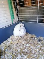 Cavia's beertjes, Dieren en Toebehoren, Juni, Mannelijk, Cavia