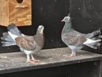 Koppel fraaie pauwstaart duiven, Dieren en Toebehoren, Vogels | Duiven, Meerdere dieren