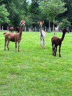ALPACA MERRIE EN HENGSTJE