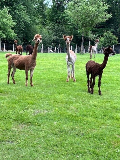ALPACA MERRIE EN HENGSTJE, Dieren en Toebehoren, Overige Dieren