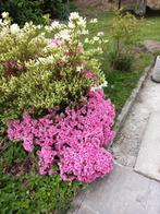 Planten zonder doornen met bloem, Volle zon, Vaste plant, Lente, Ophalen