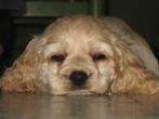 Amerikaanse Cocker Spaniel pups te koop, België, CDV (hondenziekte), 8 tot 15 weken, Meerdere