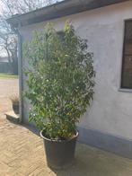 Prunus lusitanica angustifolia in pot €40, Tuin en Terras, Ophalen