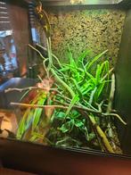 Terrarium + yemenkameleon, Dieren en Toebehoren