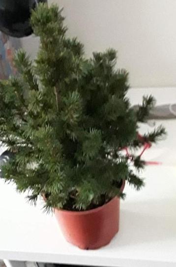 Sapin, Divers, Enlèvement