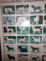 grand cadre avec toutes les races de chiens, Animaux & Accessoires, Autres accessoires pour animaux, Enlèvement ou Envoi, Comme neuf