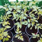 tomaten, kerstomaten en vleestomaten, Tuin en Terras, Planten | Tuinplanten, Ophalen