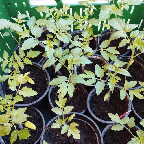 tomaten, kerstomaten en vleestomaten, Tuin en Terras, Planten | Tuinplanten, Ophalen