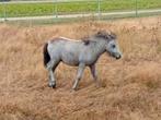 Merrie veulen grote maat  5 maanden, Dieren en Toebehoren, Merrie