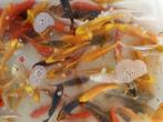 Koi s 7/10 cm