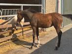 Correct en braaf springgefokt veulen, Dieren en Toebehoren, Paarden, Hengst, Springpaard, Gechipt, 0 tot 2 jaar