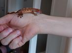 wimpergekko, Dieren en Toebehoren