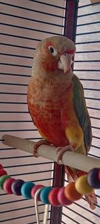 Parkiet of Conure vogel, Dieren en Toebehoren, Parkiet