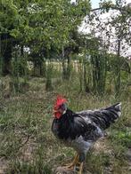 Gratis hanen: Ancona, Dieren en Toebehoren, Pluimvee